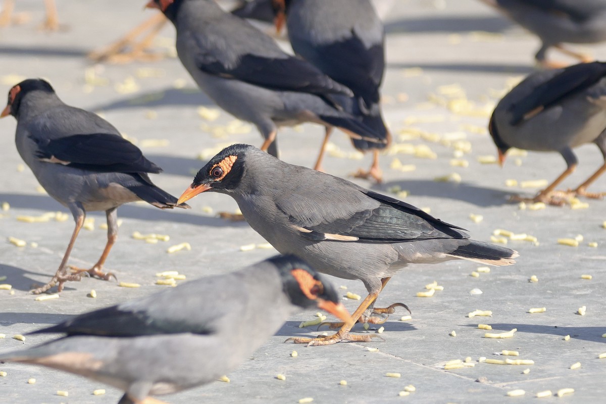 Береговая майна - ML646740249