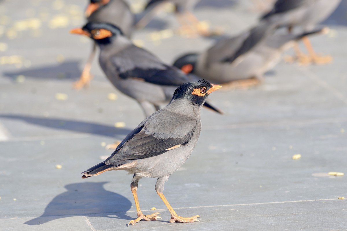 Береговая майна - ML646740250