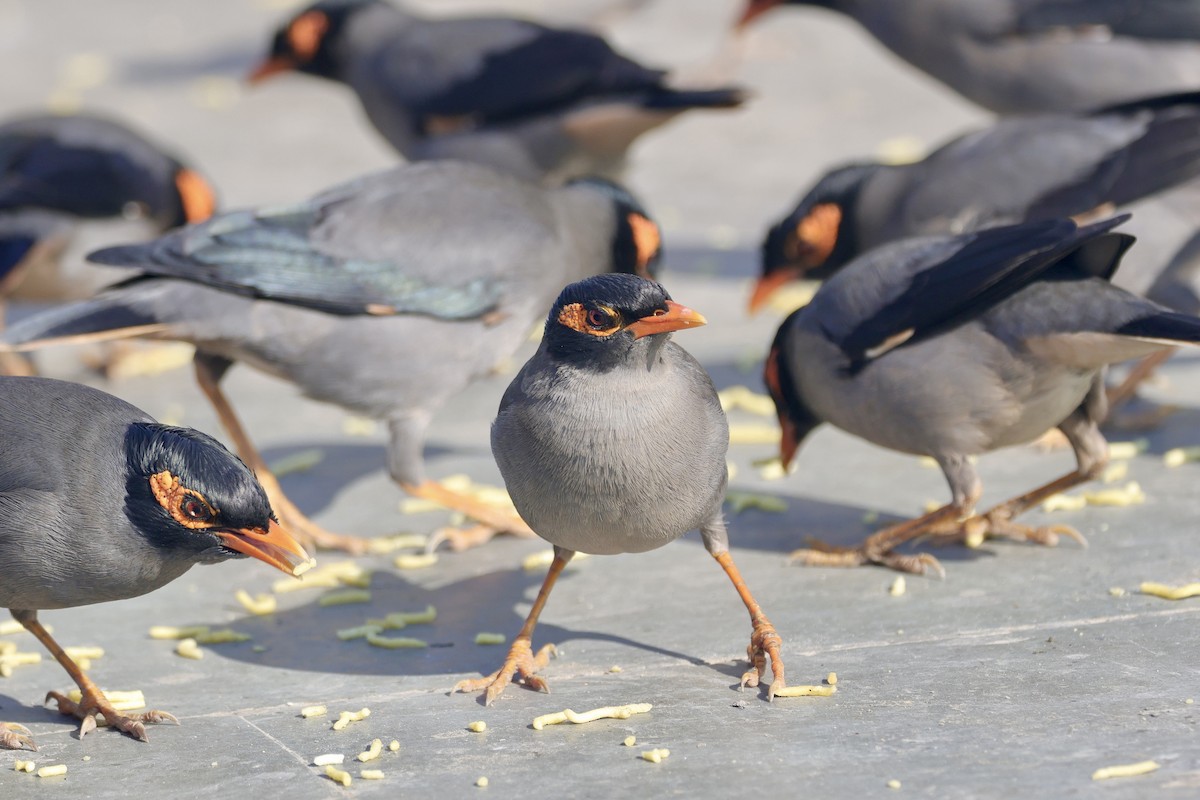 Береговая майна - ML646740251