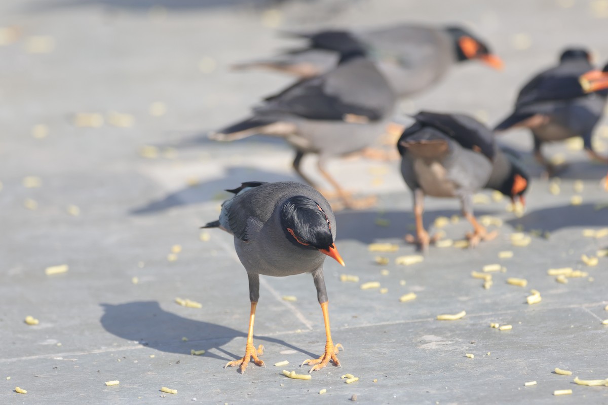 Береговая майна - ML646740252