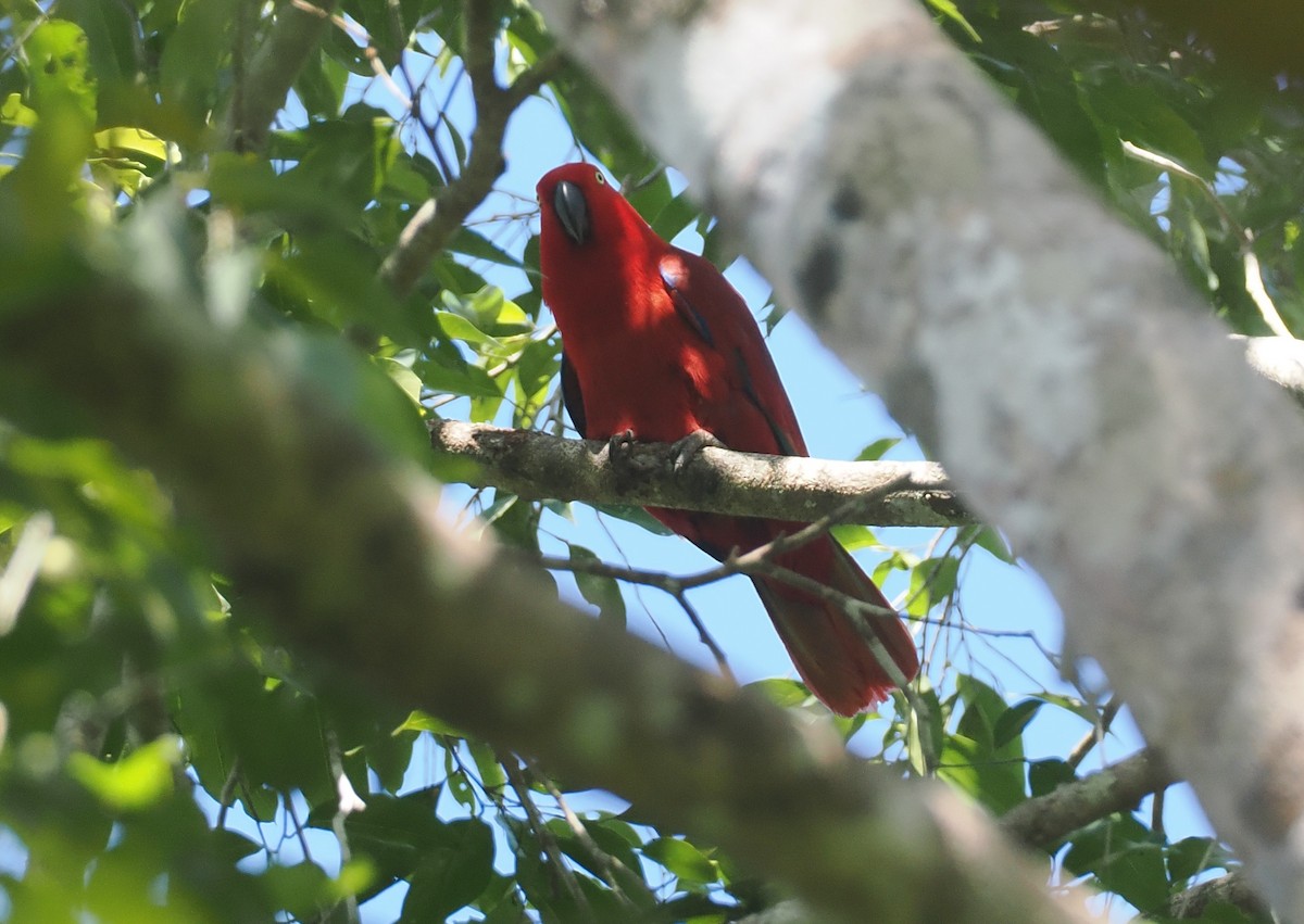 Sumba Eclectus - ML646740253