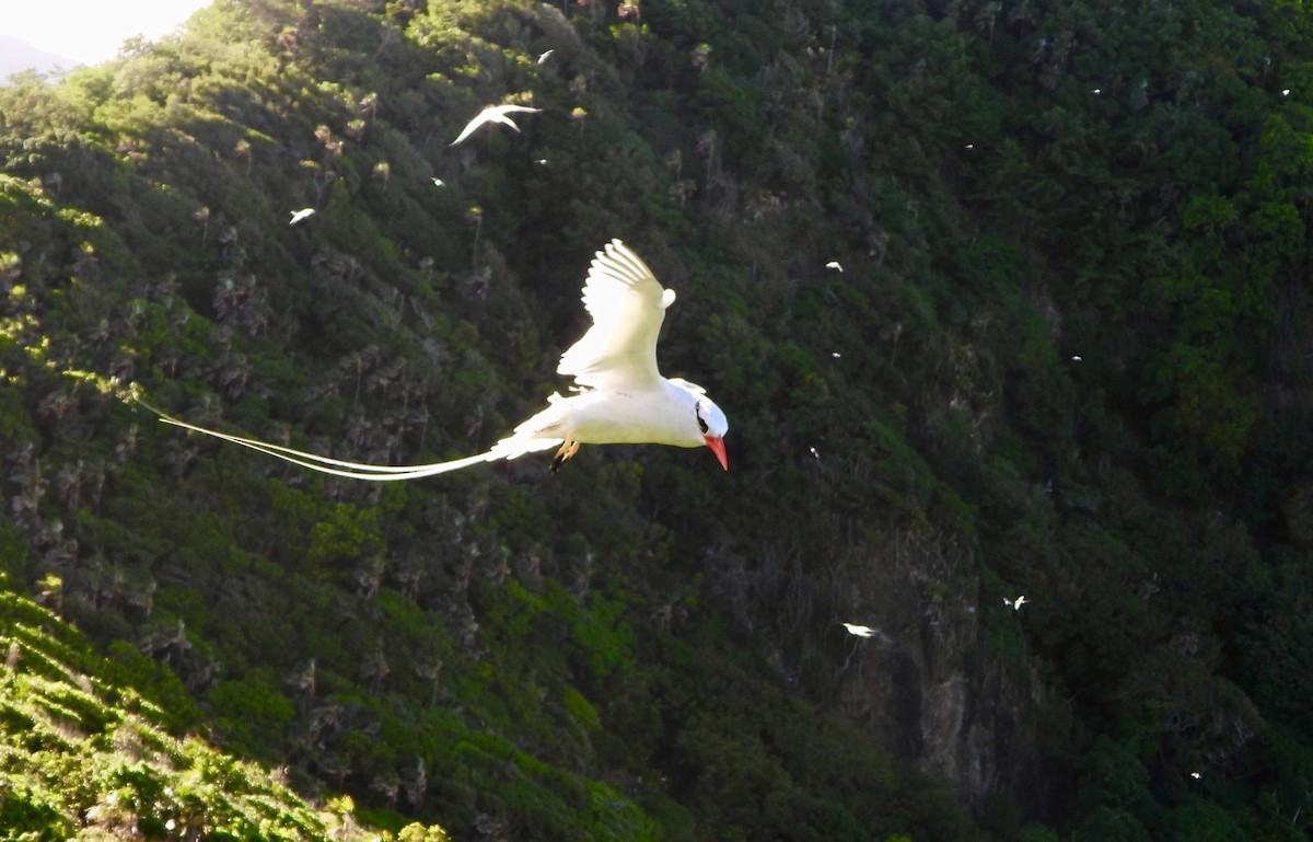 Red-billed Tropicbird - ML646740255