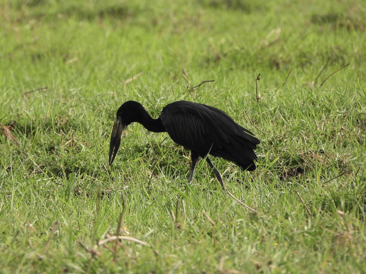 African Openbill - ML646740256