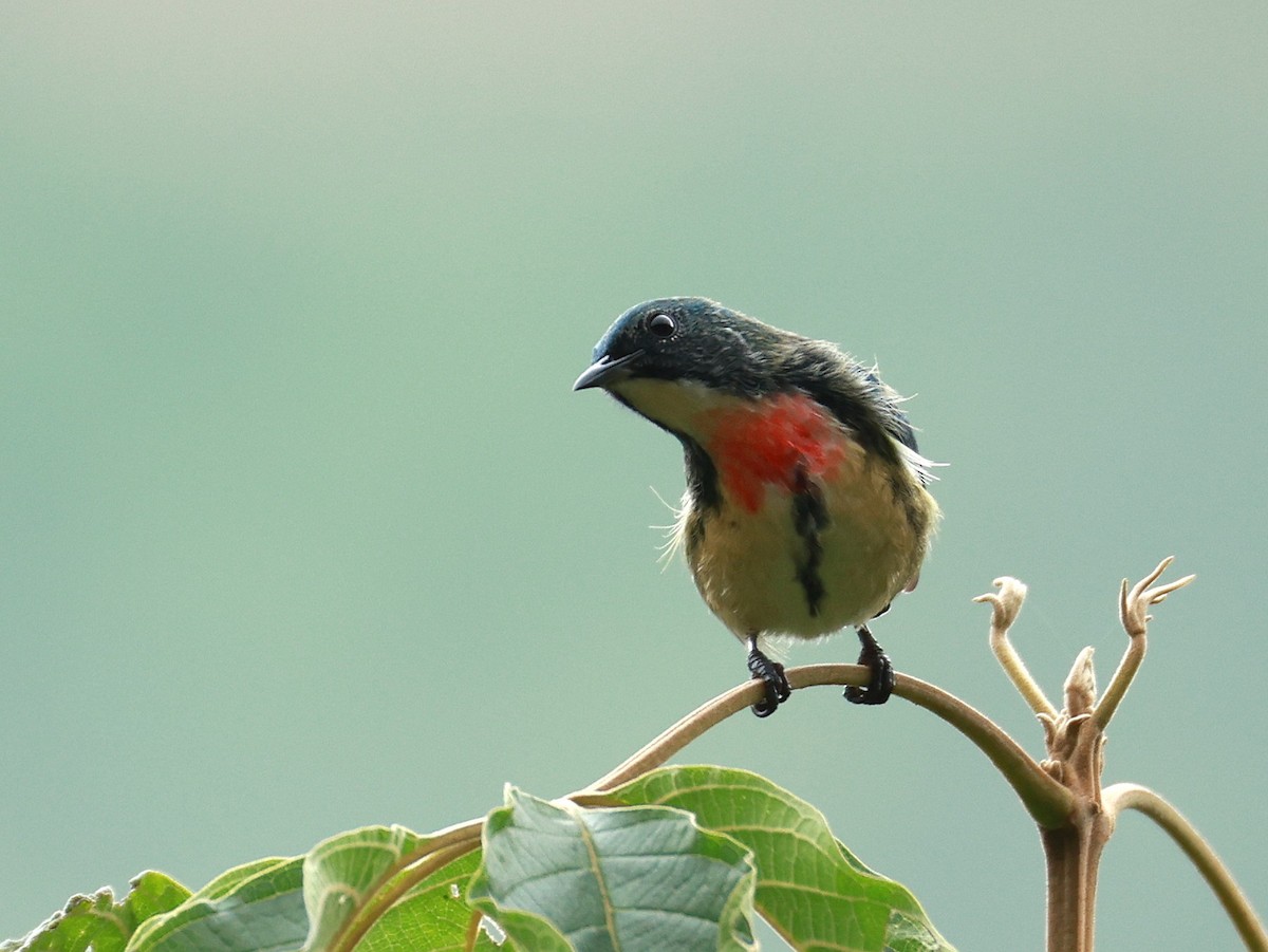 Fire-breasted Flowerpecker - ML646740258