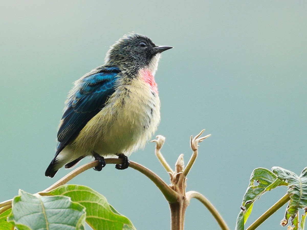 Fire-breasted Flowerpecker - ML646740259