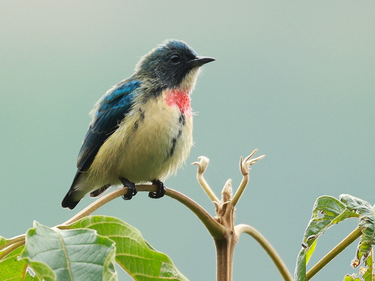 Fire-breasted Flowerpecker - ML646740260