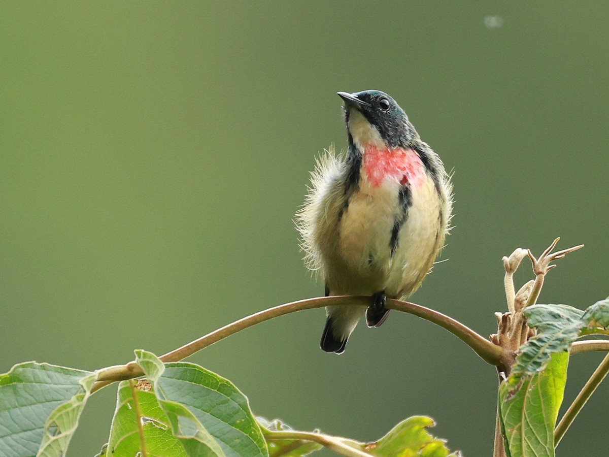 Fire-breasted Flowerpecker - ML646740261