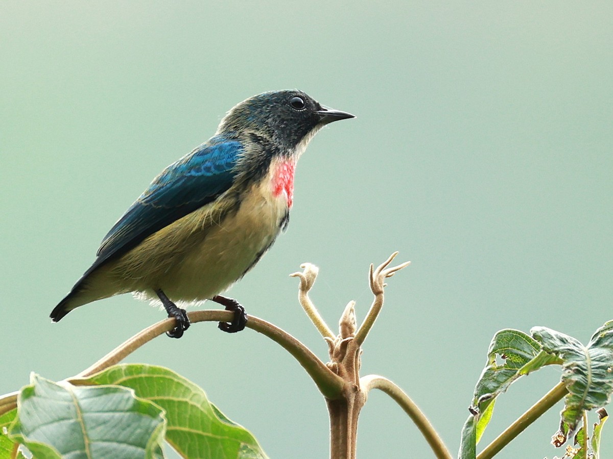 Fire-breasted Flowerpecker - ML646740262