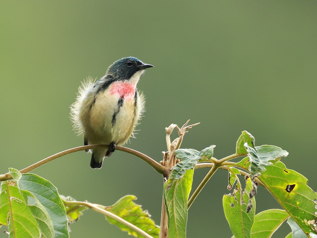 Fire-breasted Flowerpecker - ML646740263
