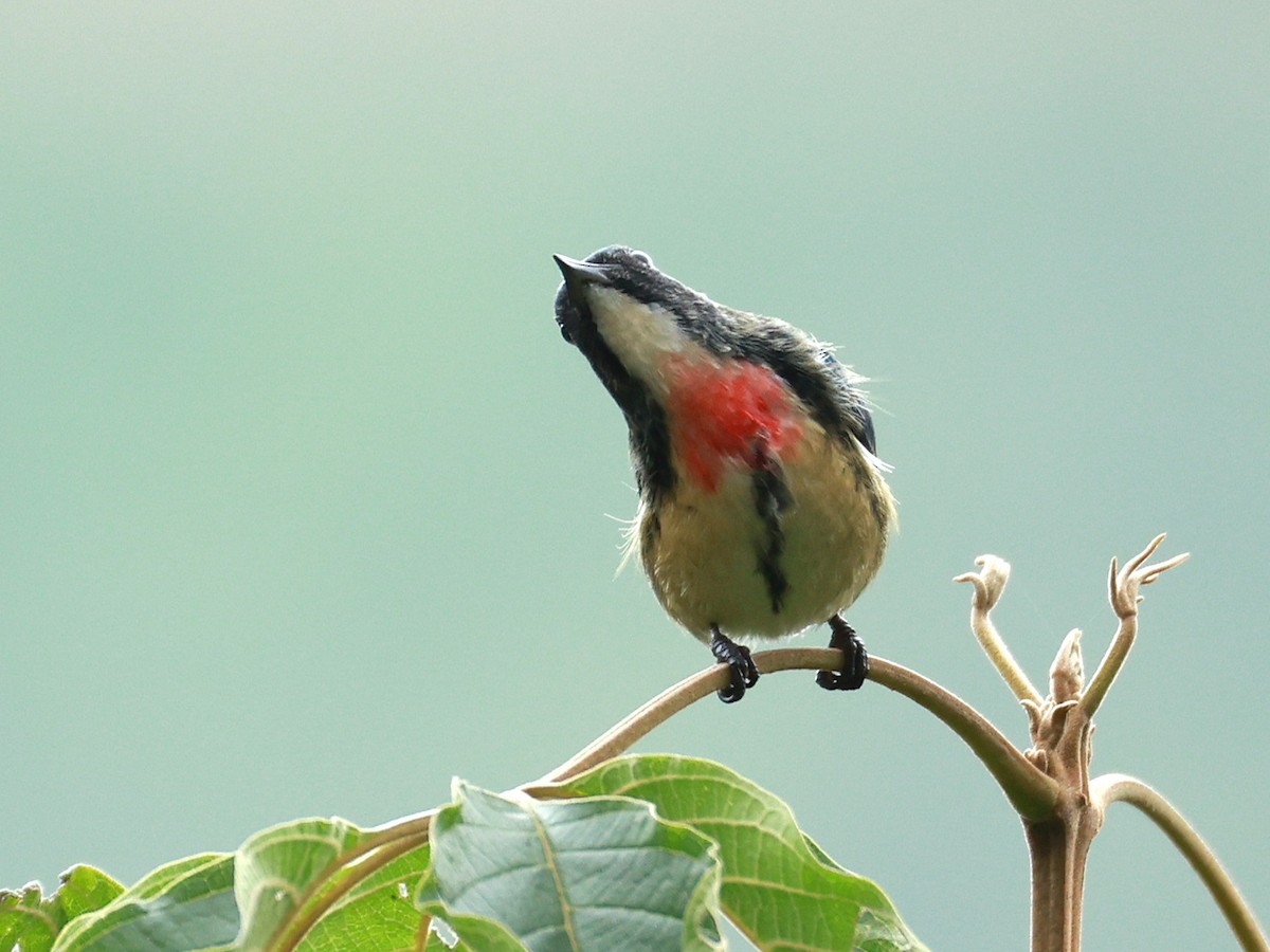 Fire-breasted Flowerpecker - ML646740264