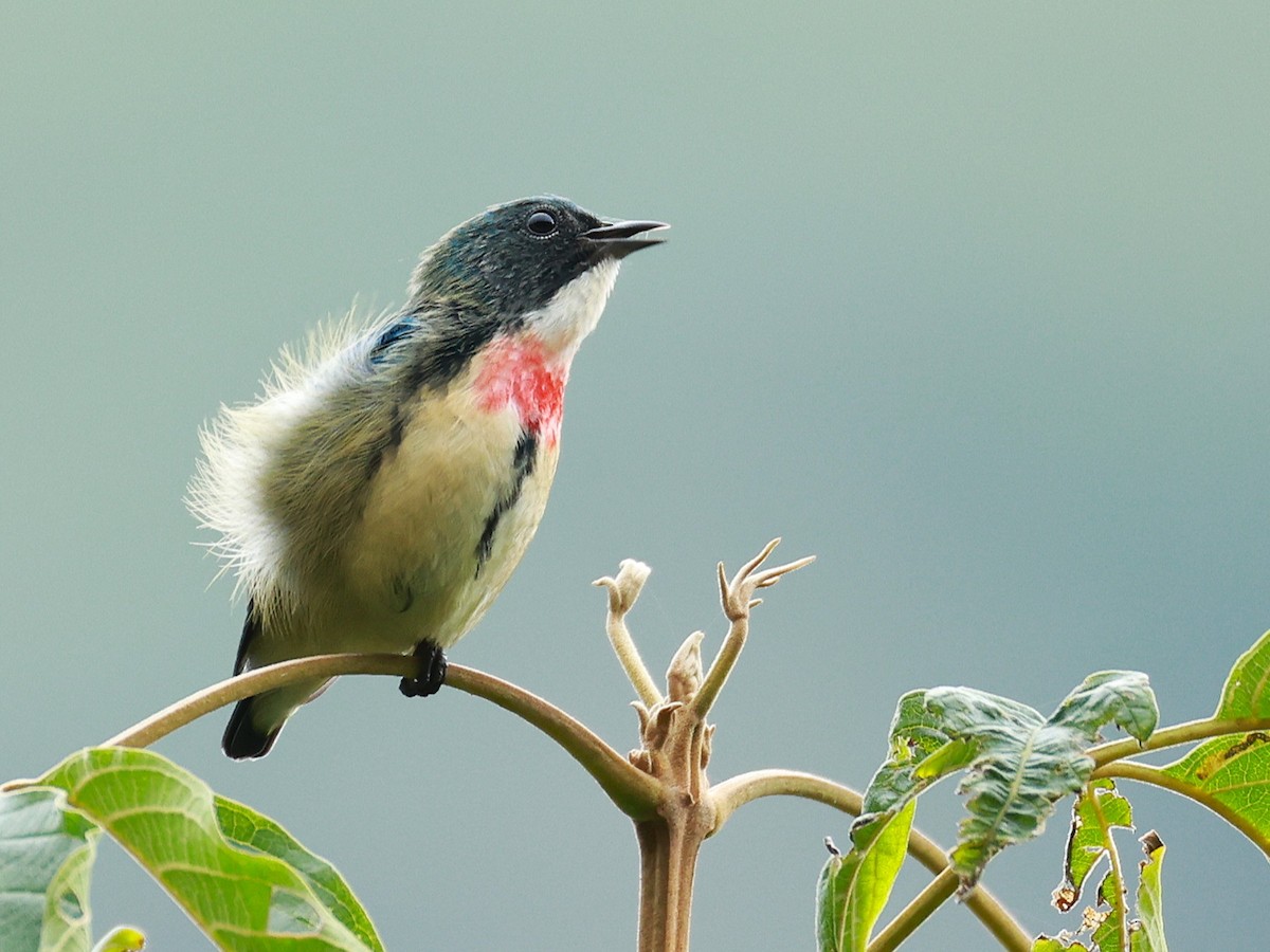 Fire-breasted Flowerpecker - ML646740265