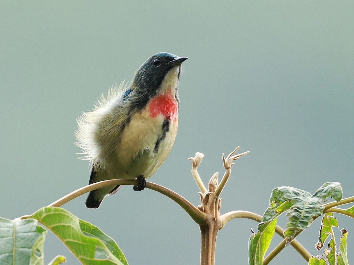 Fire-breasted Flowerpecker - ML646740266