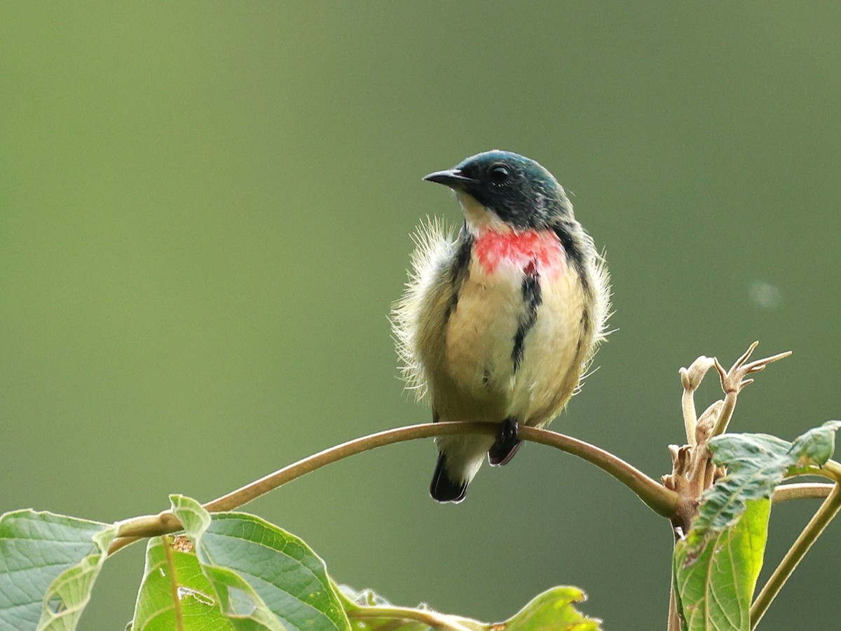 Fire-breasted Flowerpecker - ML646740267