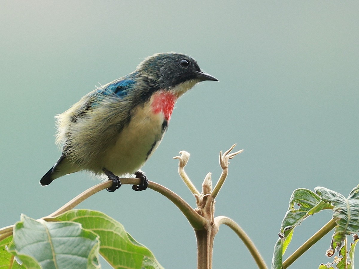 Fire-breasted Flowerpecker - ML646740268