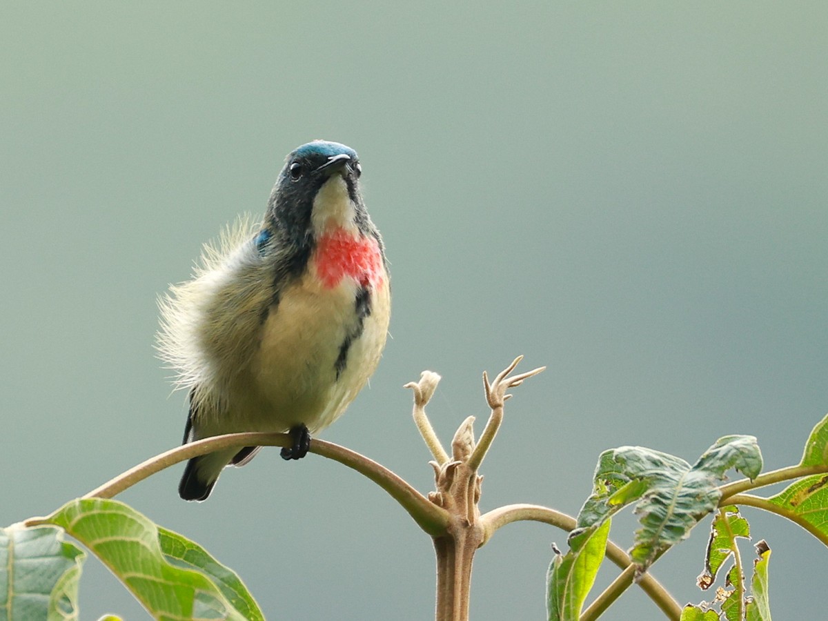 Fire-breasted Flowerpecker - ML646740269