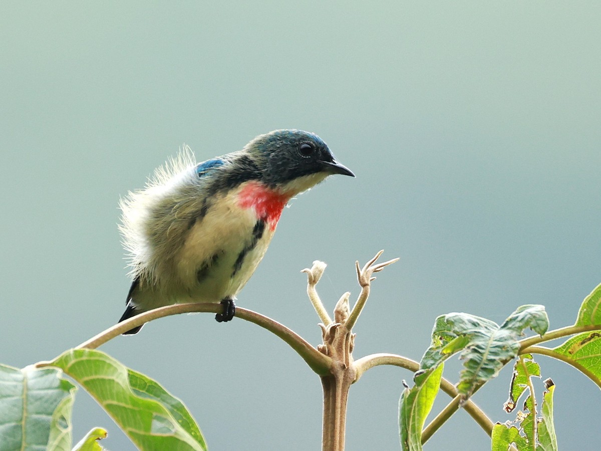 Fire-breasted Flowerpecker - ML646740270