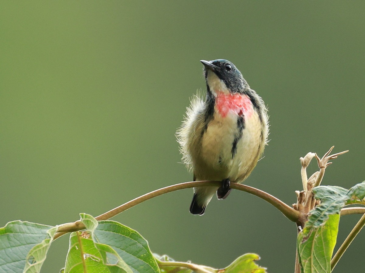 Fire-breasted Flowerpecker - ML646740271