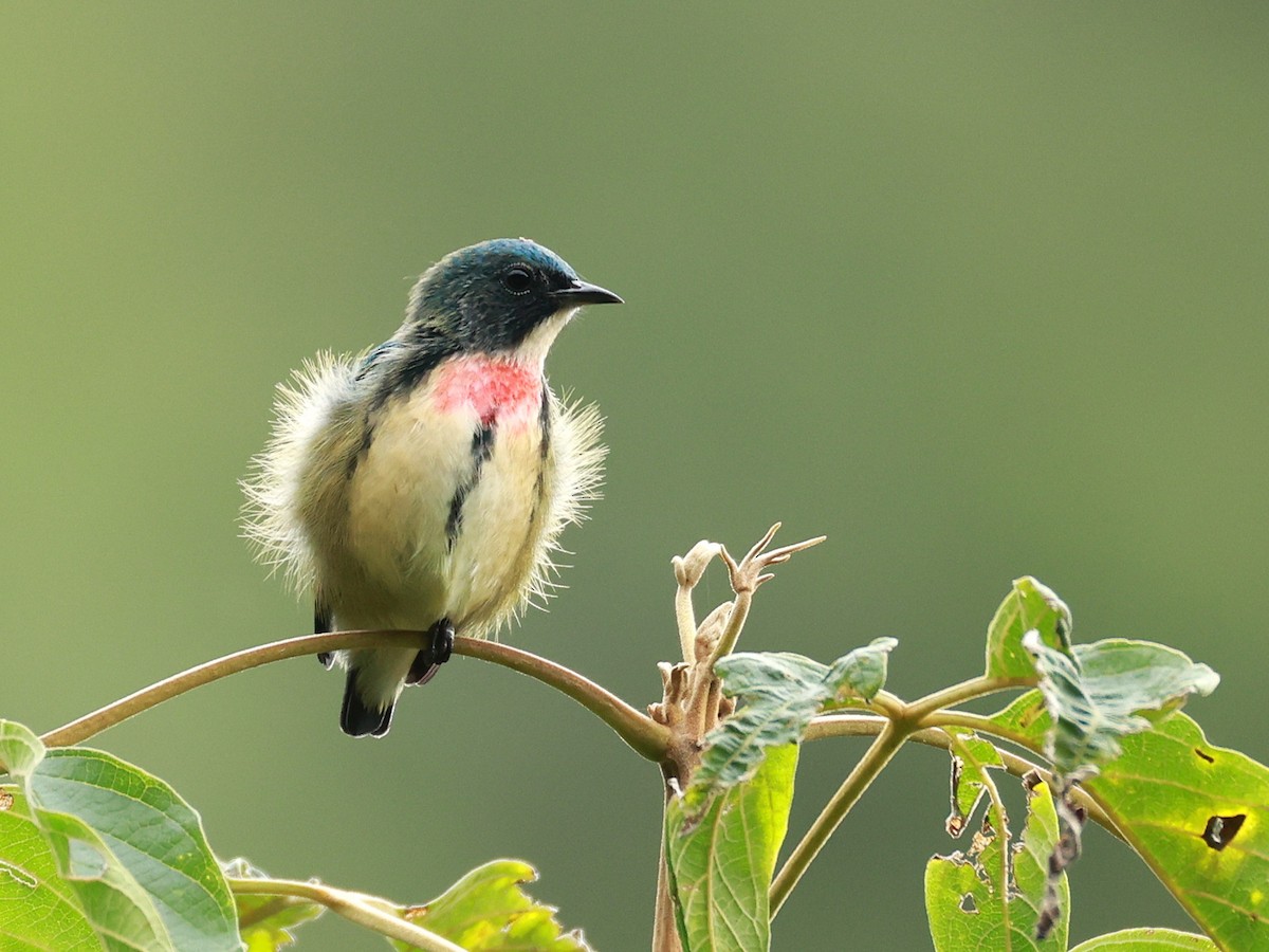 Fire-breasted Flowerpecker - ML646740272