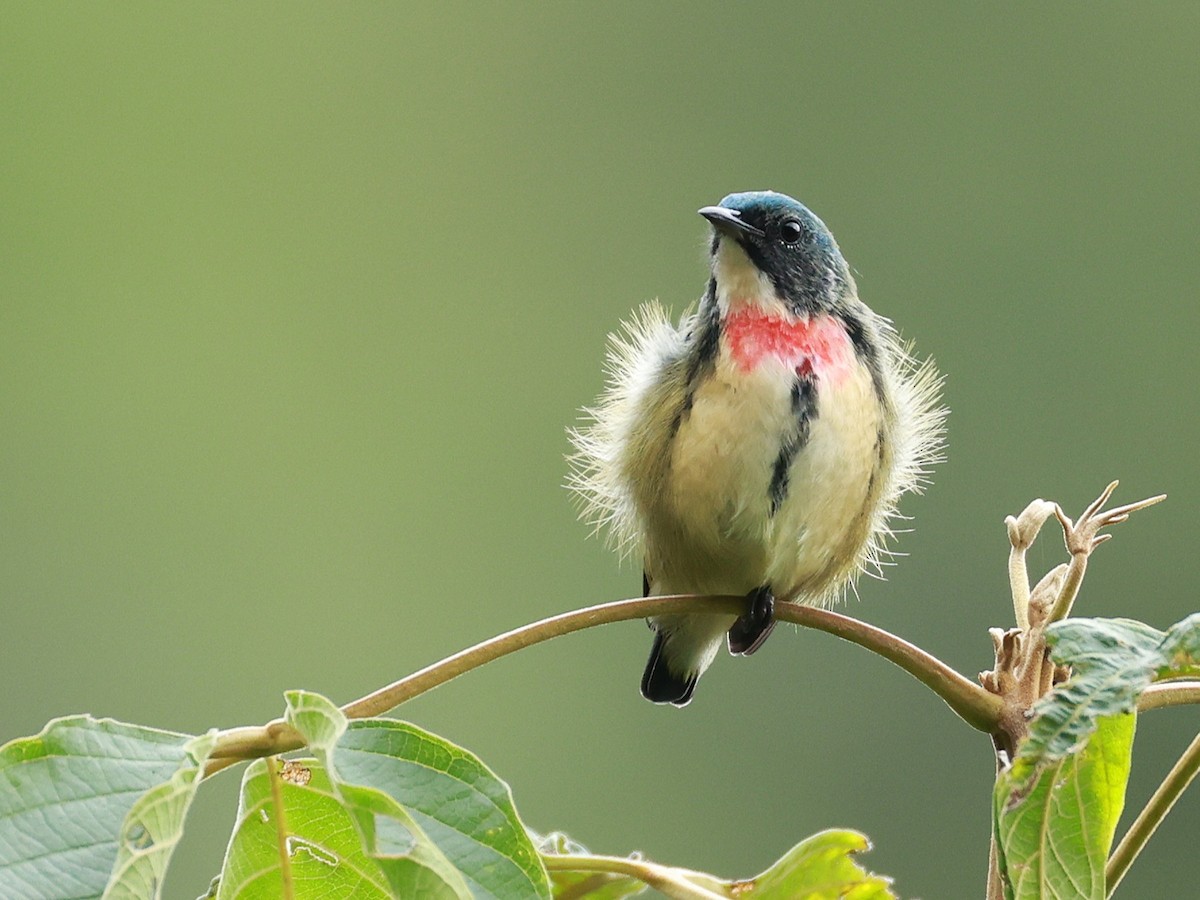 Fire-breasted Flowerpecker - ML646740273