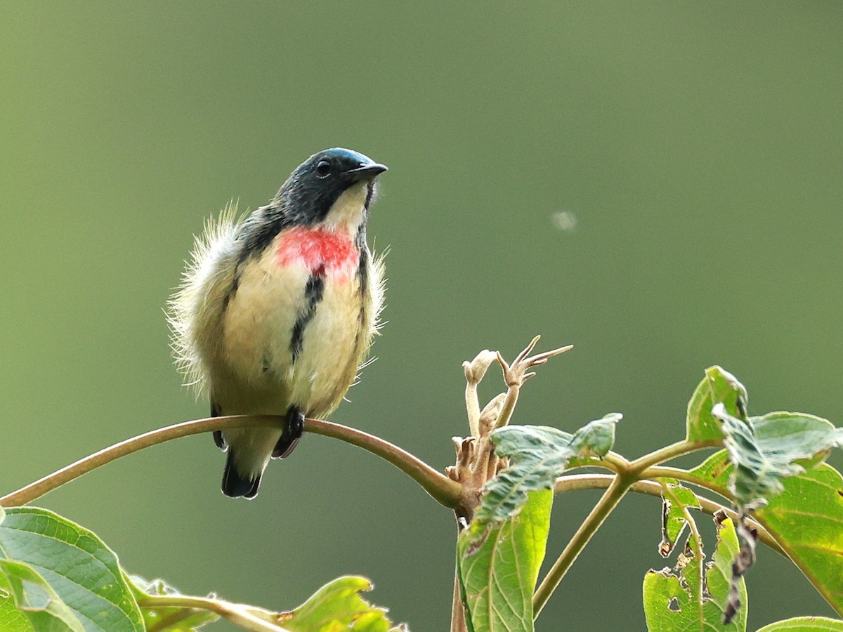 Fire-breasted Flowerpecker - ML646740274