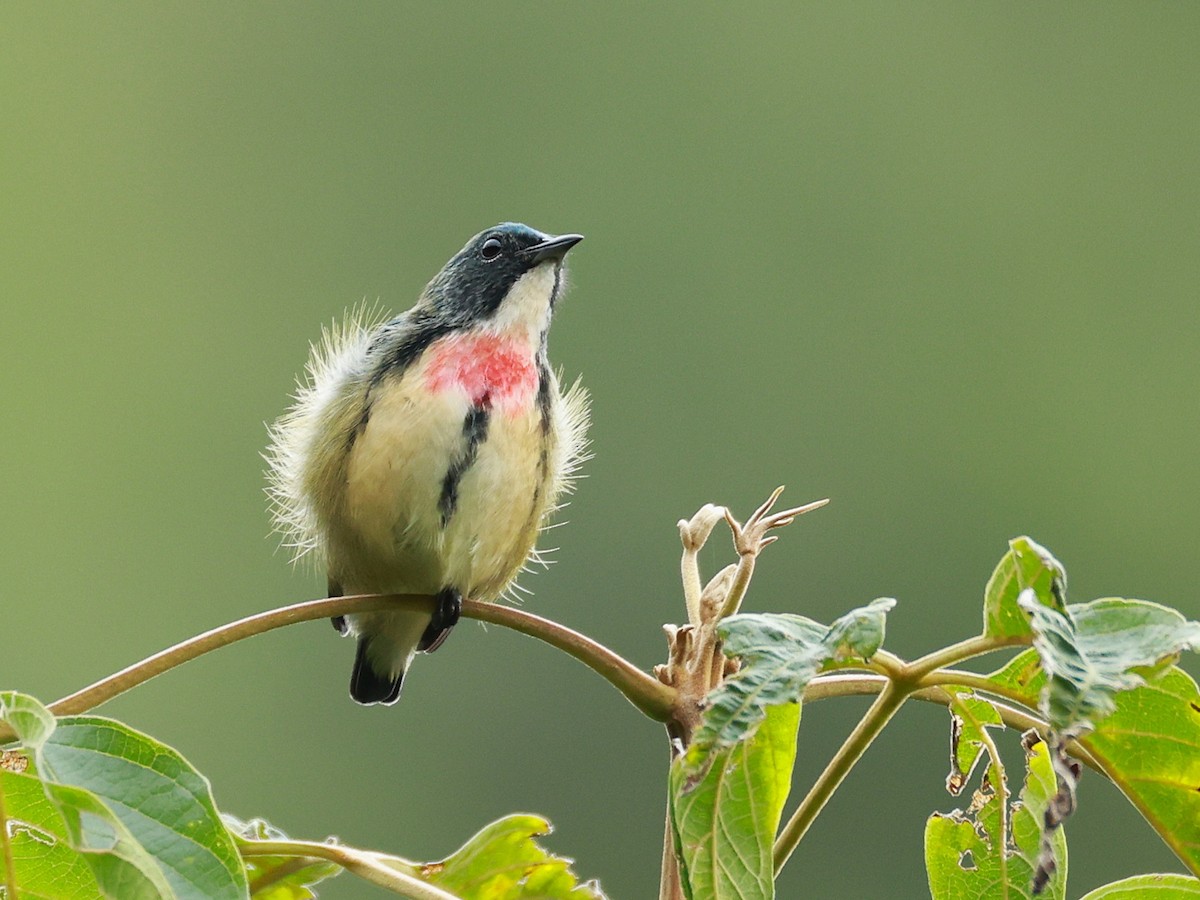 Fire-breasted Flowerpecker - ML646740275