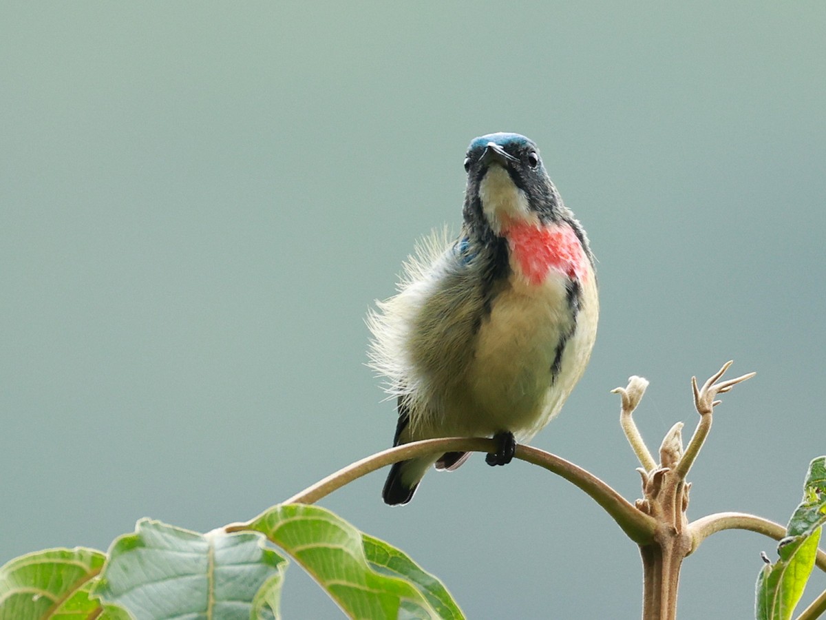 Fire-breasted Flowerpecker - ML646740276
