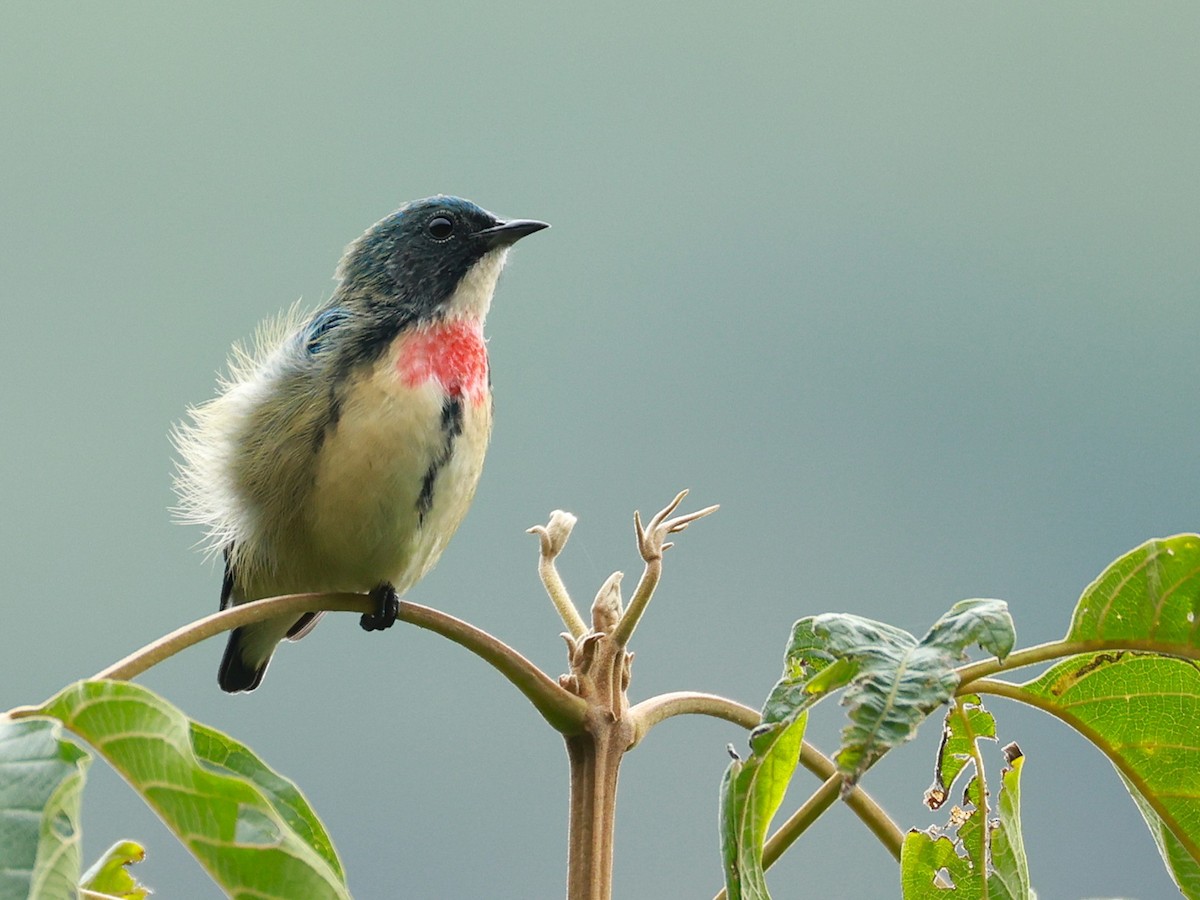 Picaflores Pechofuego - ML646740277