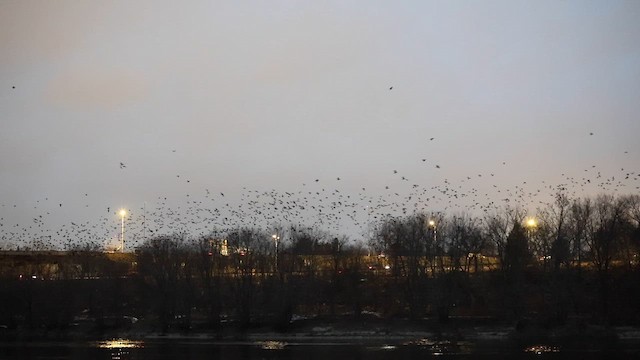 American Crow - ML646740278