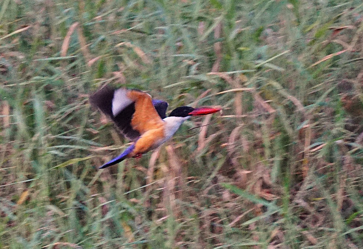 Martin-chasseur à coiffe noire - ML646740280