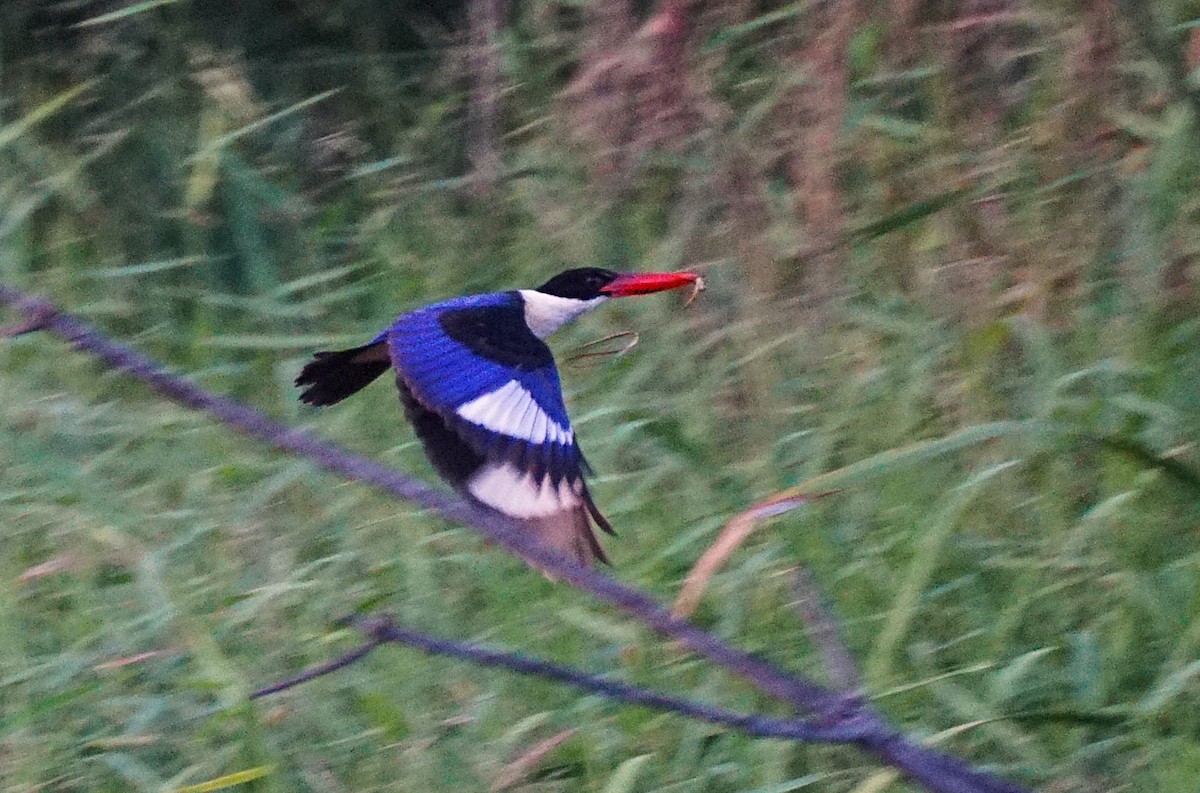 Martin-chasseur à coiffe noire - ML646740281