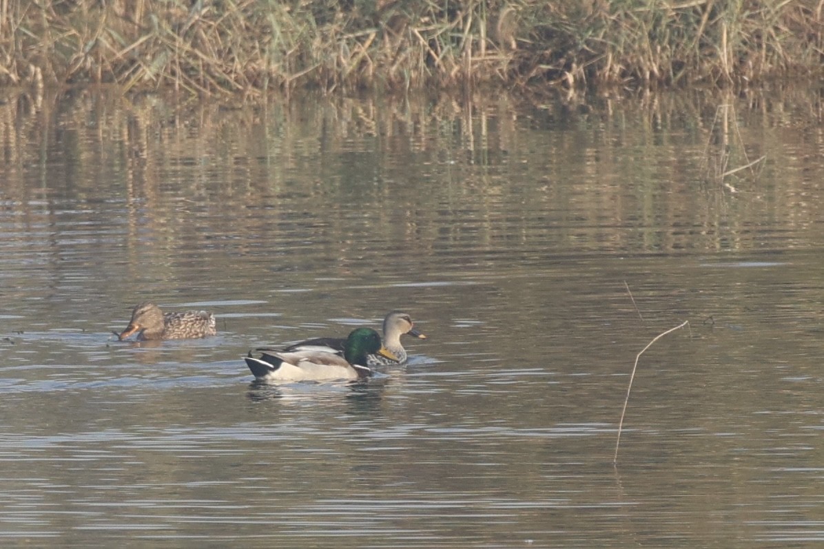 Basahatea - ML646740283