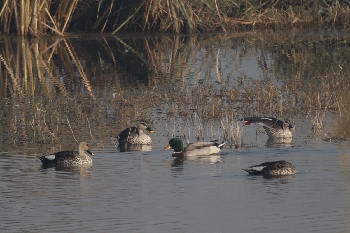 Basahatea - ML646740284