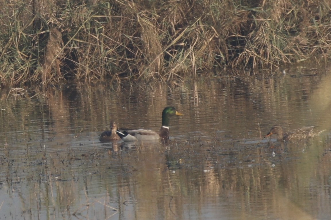 Basahatea - ML646740285