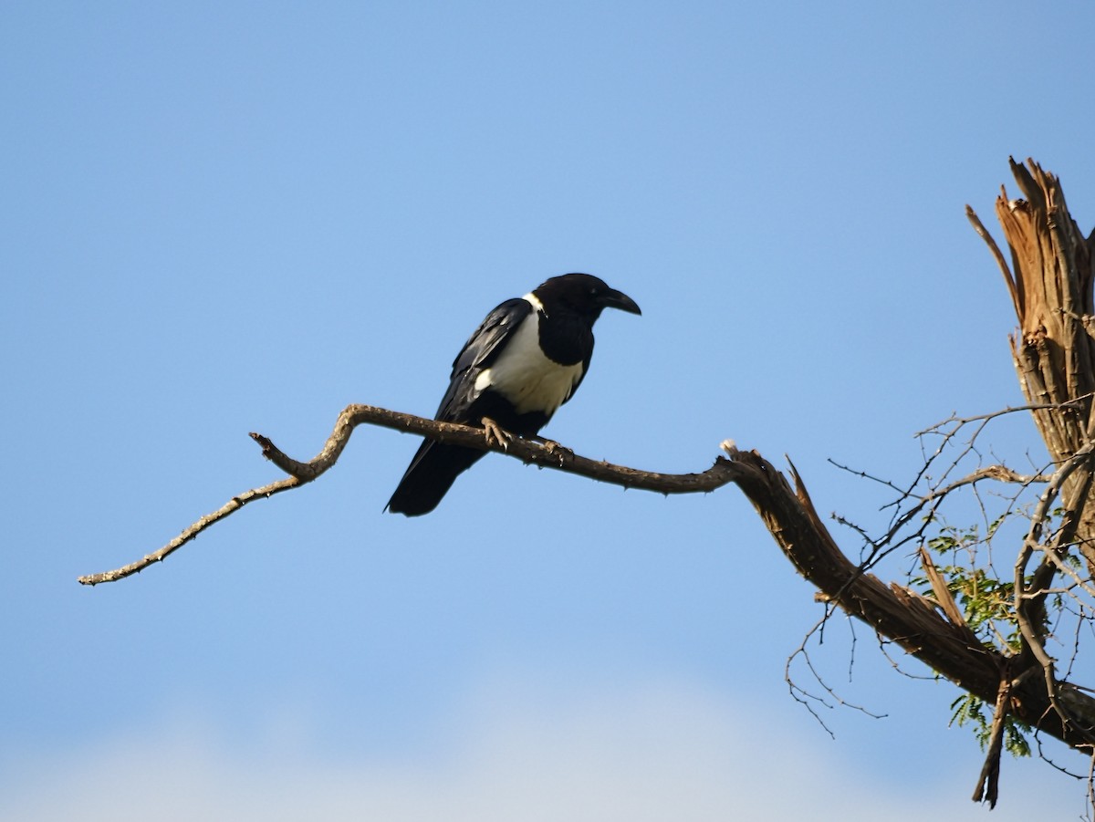 Pied Crow - ML646740286
