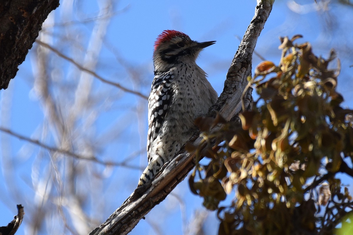 Ladder-backed Woodpecker - ML646740290