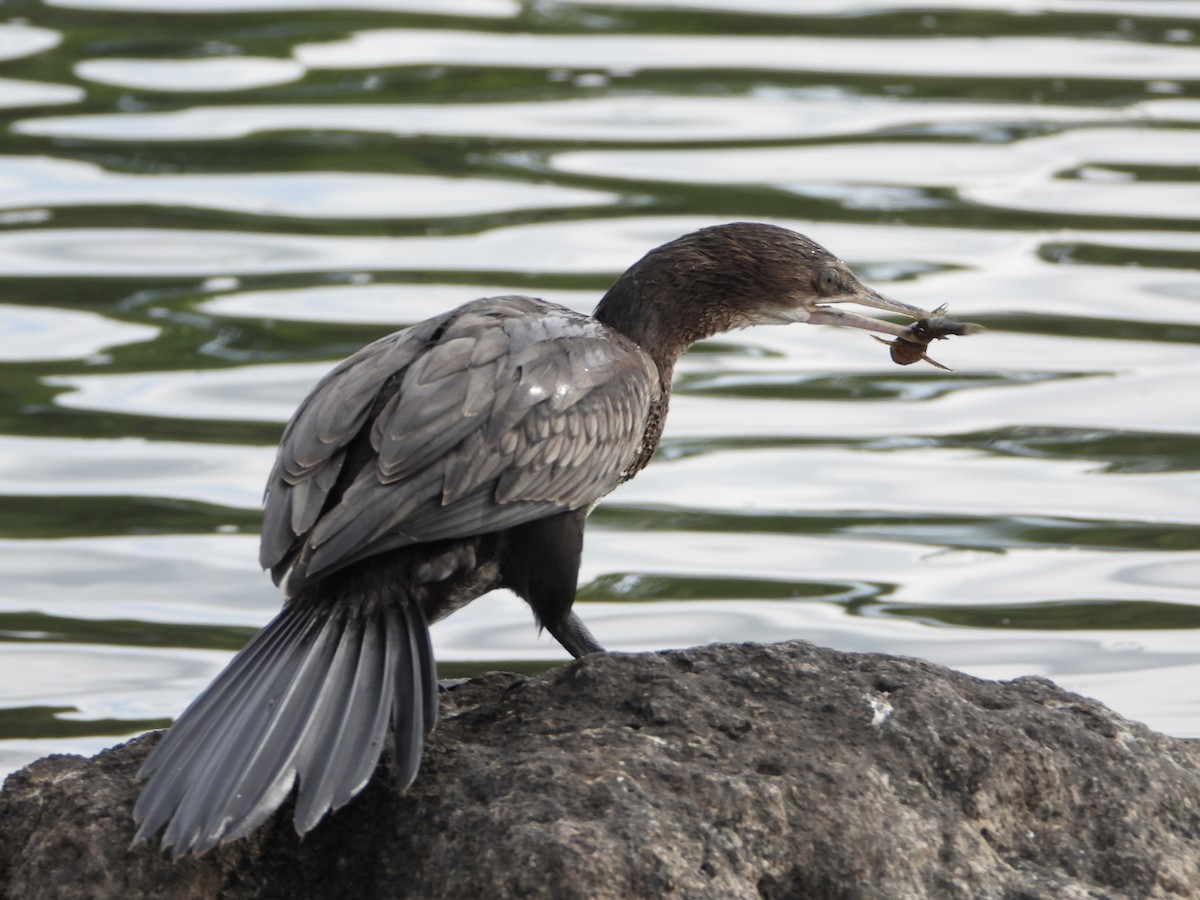 Uzun Kuyruklu Karabatak - ML646740292