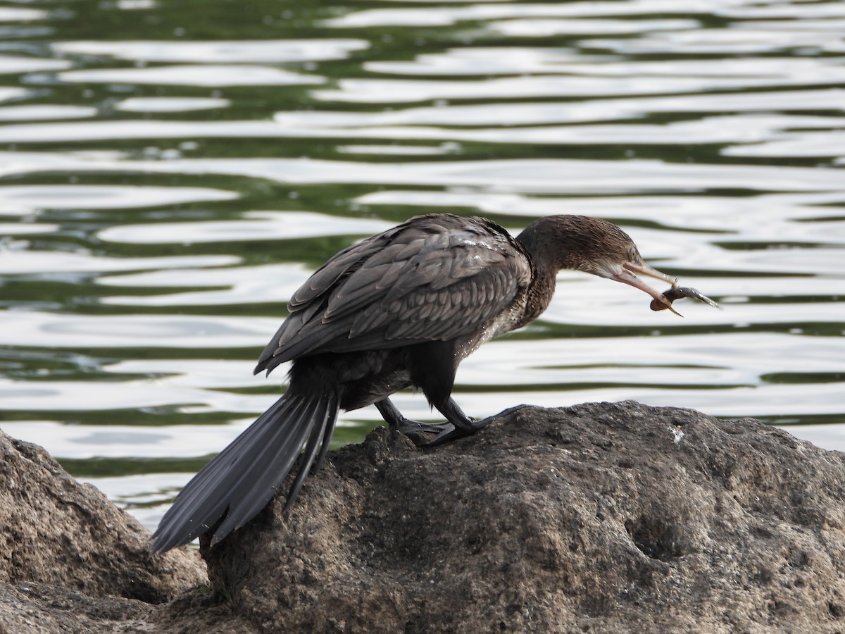 Uzun Kuyruklu Karabatak - ML646740293