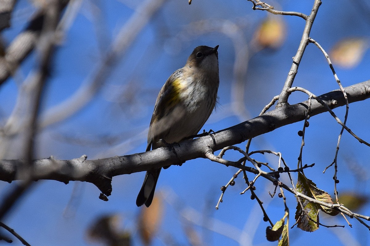 Yellow-rumped Warbler - ML646740294