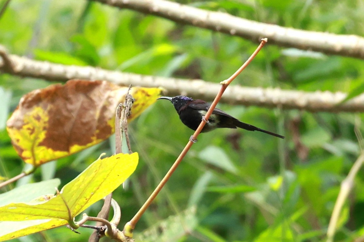 Suimanga Gorjinegro - ML646740295