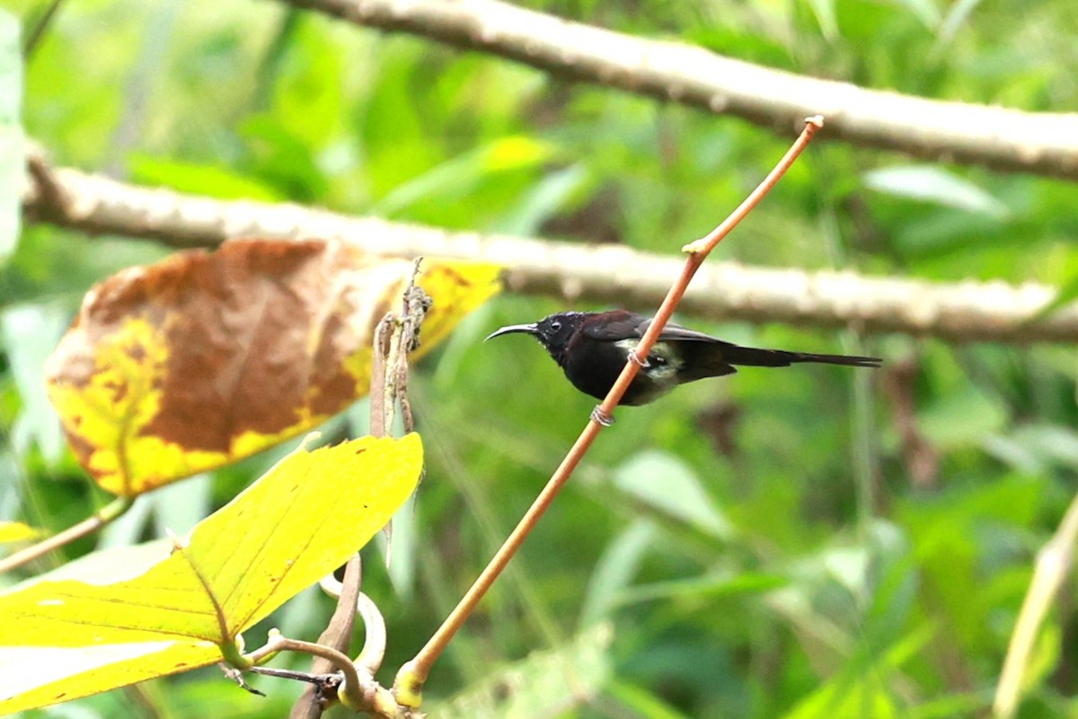 Suimanga Gorjinegro - ML646740296