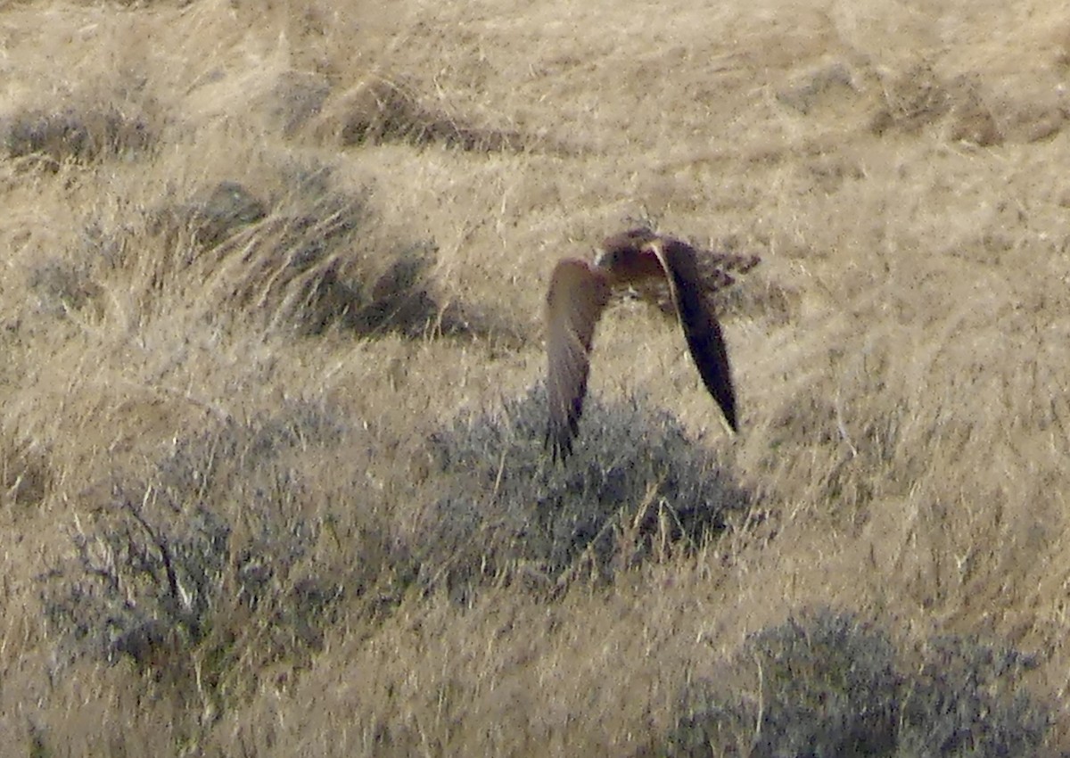 Greater Kestrel - ML646740298