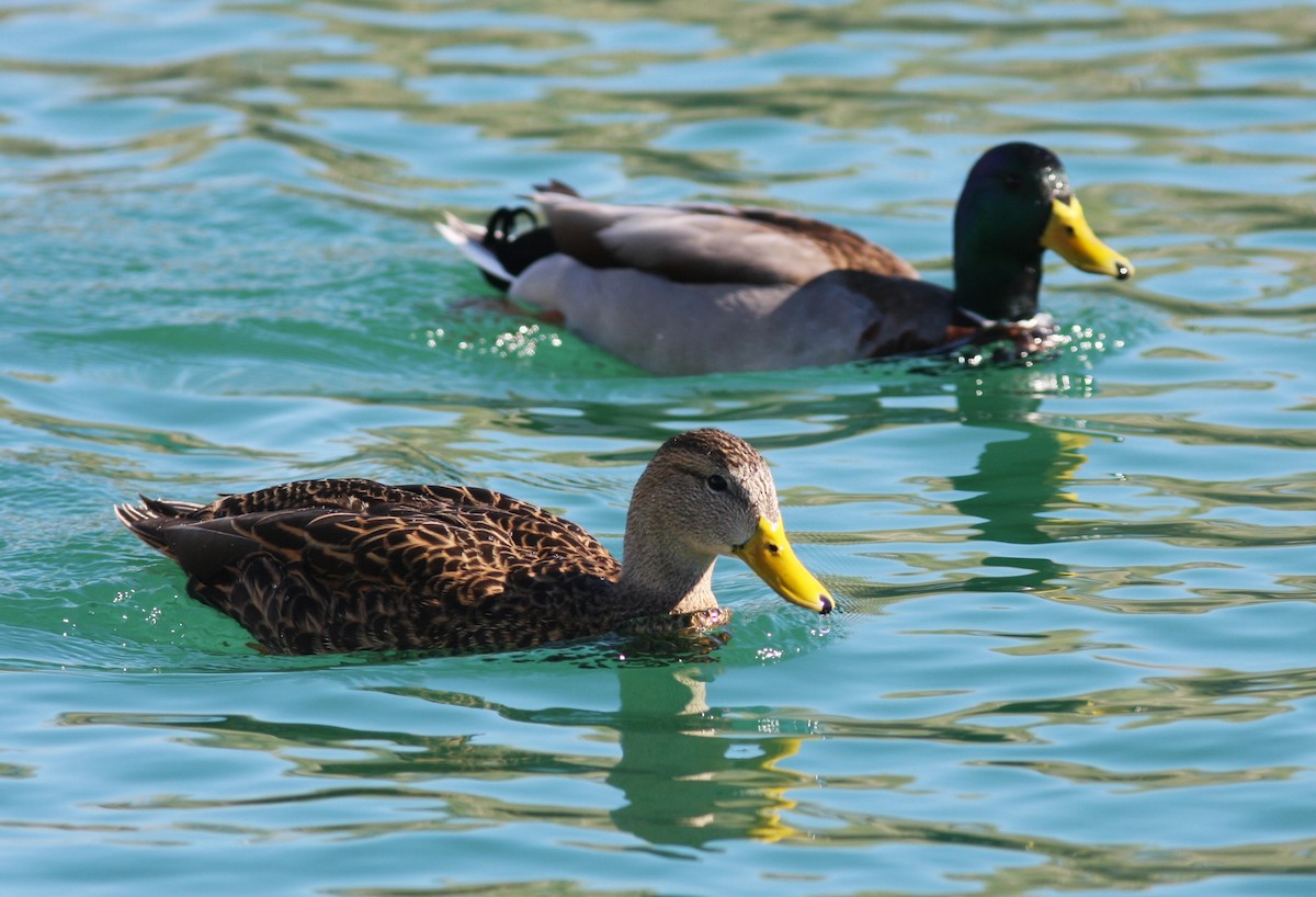 Крижень мексиканський - ML646740299