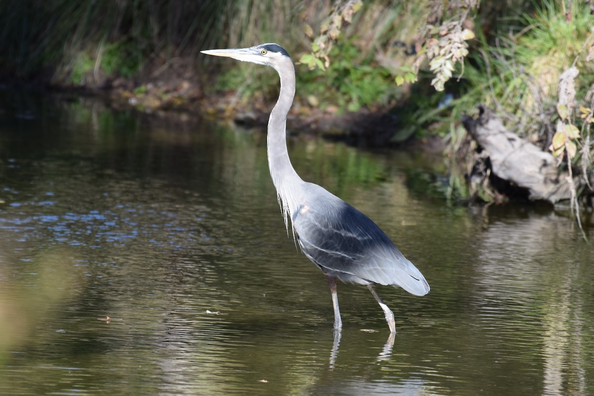 Great Blue Heron - ML646740300