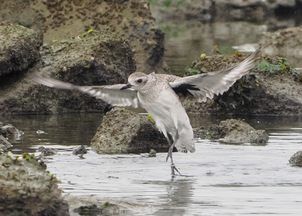 Kiebitzregenpfeifer - ML646740303