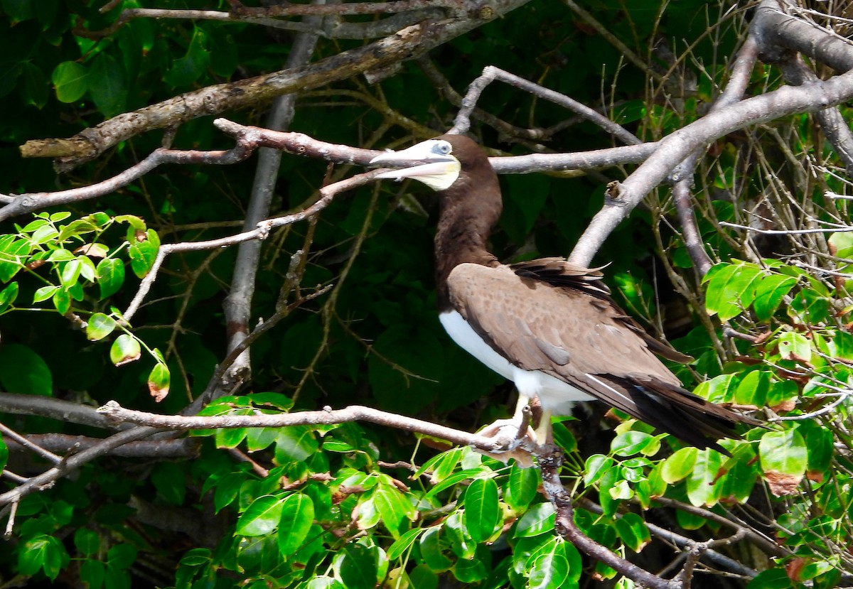 Brown Booby - ML646740306