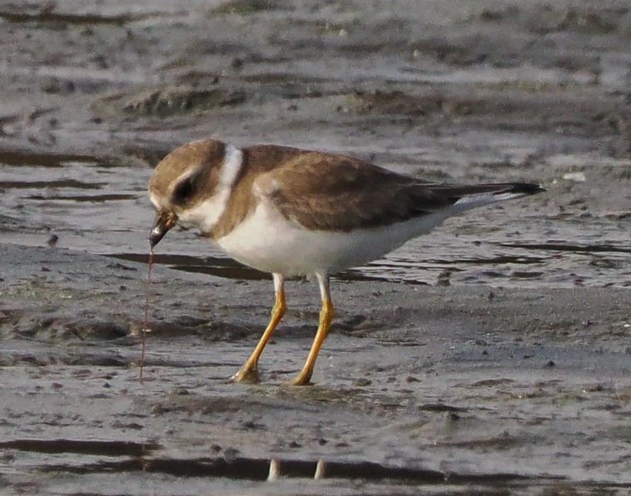 Eskimoregenpfeifer - ML646740310