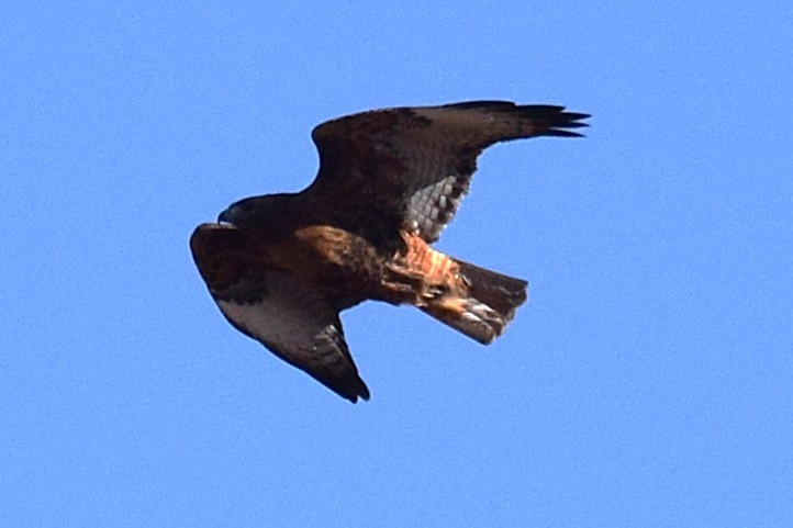 Red-tailed Hawk - ML646740311