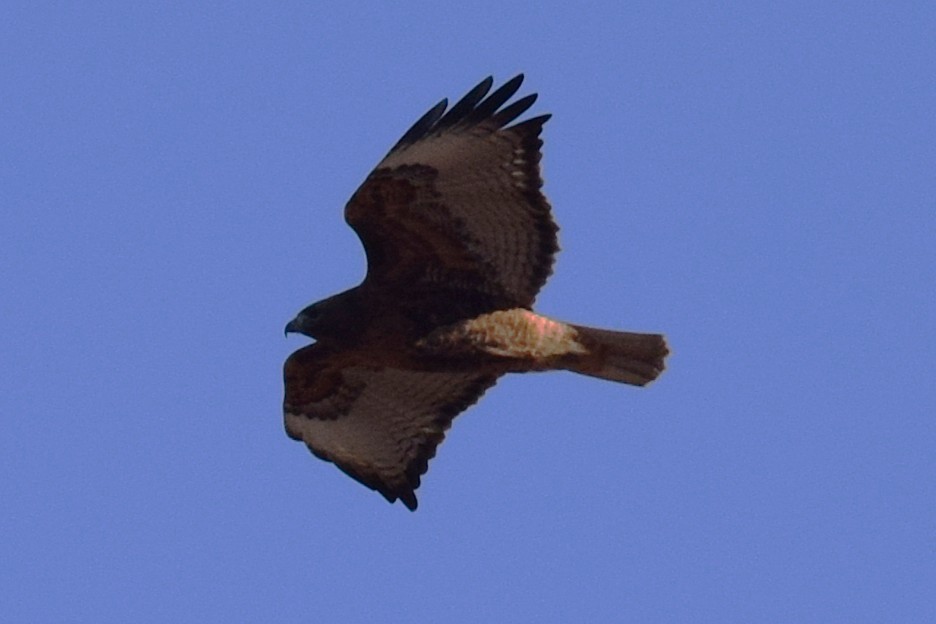 Red-tailed Hawk - ML646740312