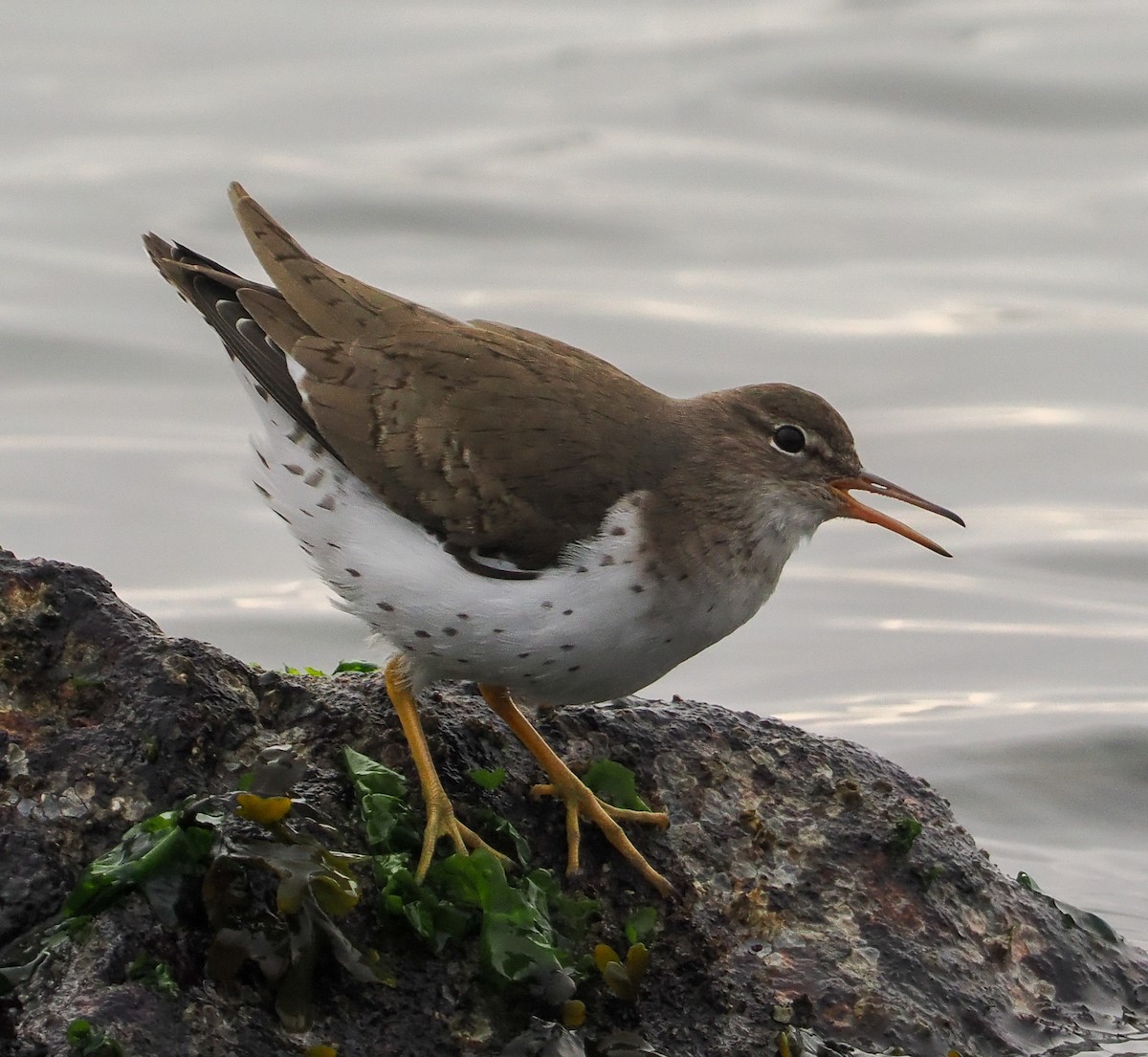 Drosseluferläufer - ML646740313