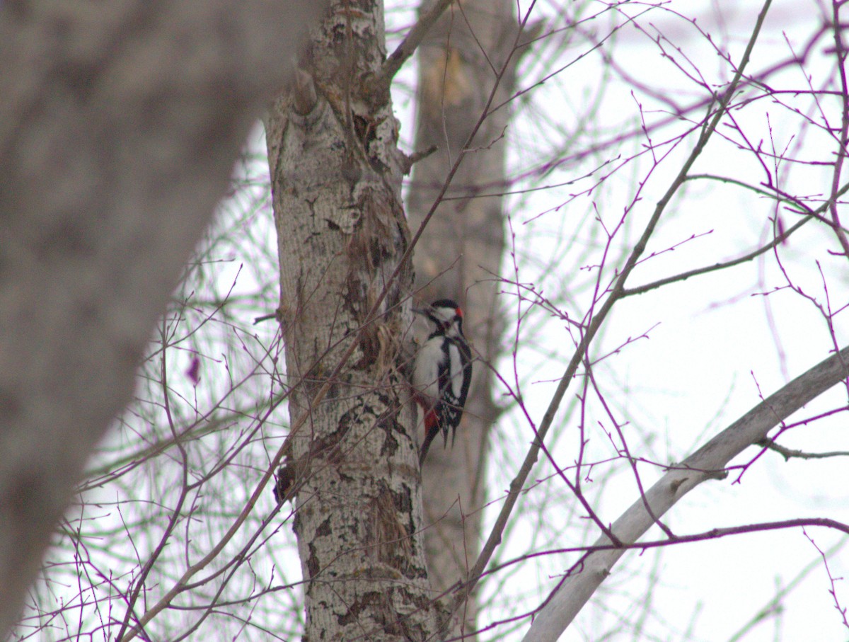 Great Spotted Woodpecker - ML646740318